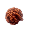 Natural GANESH Real Nepal Rudraksha Five Mukhi 16.92 mm ( Lab Certified )