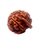 Natural GANESH Real Nepal Rudraksha Five Mukhi 16.92 mm ( Lab Certified )