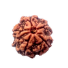 Natural GANESH Real Nepal Rudraksha Five Mukhi 16.92 mm ( Lab Certified )