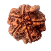 Natural GANESH Real Nepal Rudraksha Five Mukhi 16.92 mm ( Lab Certified )