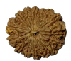 15 Mukhi Natural Nepal Rudraksha - 28.15 mm size  (with Lab Certificate)