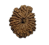 15 Mukhi Natural Nepal Rudraksha- 26.04 mm size (with Lab Certificate)