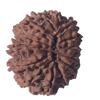 14 mukhi Natural Nepal Rudraksha - 28.33 mm Size heavy 6.140 grams ( With Lab Certificate )