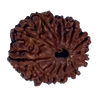 13 Mukhi Natural Nepal Rudraksha - 23.20 mm Size ( With Lab Certificate )