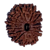 13 Mukhi Natural Nepal Rudraksha - 23.20 mm Size ( With Lab Certificate )