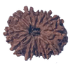 12 Mukhi Natural Nepal Rudraksha  23.69 mm ( Lab Certified )