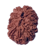 12 Mukhi Natural Nepal Rudraksha  27.82 mm ( Lab Certified )