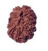 12 Mukhi Natural Nepal Rudraksha  27.82 mm ( Lab Certified )