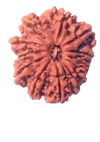 12 Mukhi Natural Nepal Rudraksha  25.20 mm ( Lab Certified )