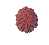 12 Mukhi Natural Nepal Rudraksha  26.62 mm ( Lab Certified )