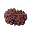 12 Mukhi Natural Nepal Rudraksha  27.82 mm ( Lab Certified )