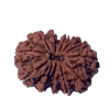 12 Mukhi Natural Nepal Rudraksha  27.82 mm ( Lab Certified )