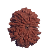 12 Mukhi Natural Nepal Rudraksha  26.62 mm ( Lab Certified )