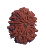 12 Mukhi Natural Nepal Rudraksha  26.62 mm ( Lab Certified )