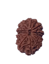 12 Mukhi Natural Nepal Rudraksha  27.82 mm ( Lab Certified )