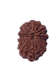 12 Mukhi Natural Nepal Rudraksha  27.82 mm ( Lab Certified )