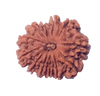 12 Mukhi Natural Nepal Rudraksha  25.20 mm ( Lab Certified )