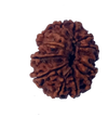 12 Mukhi Natural Nepal Rudraksha 30.05 mm ( Lab Certified )