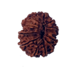 12 Mukhi Natural Nepal Rudraksha 30.05 mm ( Lab Certified )