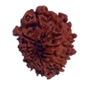 11 Mukhi Natural Rudraksha 19.62 mm ( Lab Certified )