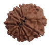 10 Mukhi Natural Nepal Rudraksha  21.90 mm ( Lab Certified )