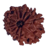 11 Mukhi Natural Rudraksha 19.62 mm ( Lab Certified )