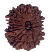 11 Mukhi Natural Rudraksha 24.19 mm ( Lab Certified )