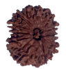 11 Mukhi Natural Rudraksha 24.19 mm ( Lab Certified )