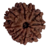 10 Mukhi Natural Nepal Rudraksha  20.07 mm ( Lab Certified )