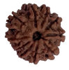 10 Mukhi Natural Nepal Rudraksha  20.07 mm ( Lab Certified )