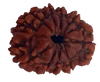 10 Mukhi Natural Nepal Rudraksha  22.05 mm ( Lab Certified )