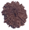 11 Mukhi Natural Rudraksha 24.19 mm ( Lab Certified )