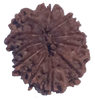 11 Mukhi Natural Rudraksha 24.19 mm ( Lab Certified )