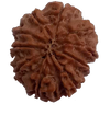 10 Mukhi Natural Nepal Rudraksha  25.41 mm ( Lab Certified )