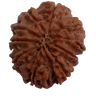 10 Mukhi Natural Nepal Rudraksha  25.41 mm ( Lab Certified )