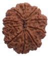 10 Mukhi Natural Nepal Rudraksha  25.41 mm ( Lab Certified )