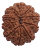 10 Mukhi Natural Nepal Rudraksha  25.41 mm ( Lab Certified )