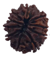 10 Mukhi Natural Nepal Rudraksha  19.78 mm ( Lab Certified )