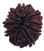 10 Mukhi Natural Nepal Rudraksha  19.78 mm ( Lab Certified )