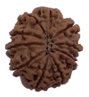 10 Mukhi Natural Nepal Rudraksha  24.82 mm ( Lab Certified )