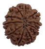 10 Mukhi Natural Nepal Rudraksha  24.82 mm ( Lab Certified )