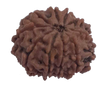 10 Mukhi Natural Nepal Rudraksha  20.07 mm ( Lab Certified )