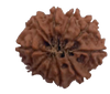 10 Mukhi Natural Nepal Rudraksha  23.62 mm ( Lab Certified )