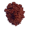 11 Mukhi Natural Rudraksha 19.62 mm ( Lab Certified )