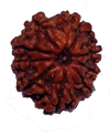 9 Mukhi Natural Nepal Rudraksha 20.05 mm ( Lab Certified )