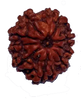 9 Mukhi Natural Nepal Rudraksha 20.05 mm ( Lab Certified )