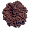 9 Mukhi Natural Nepal Rudraksha 24.79 mm ( Lab Certified )