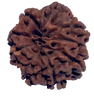 9 Mukhi Natural Nepal Rudraksha 24.79 mm ( Lab Certified )