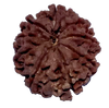 9 Mukhi Natural Nepal Rudraksha 21.82 mm ( Lab Certified )