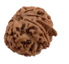 8 Mukhi GANESHA Natural Nepal Rudraksha  23.59 mm ( Lab Certified )